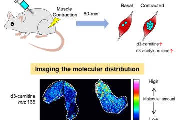 古市助教の論文がEurekAlert!に掲載されました。