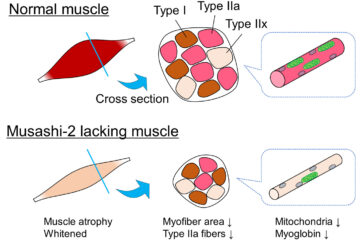 古市先生の記事がEurekAlert!に掲載されました。