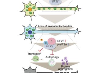 安藤准教授の論文がEurekAlert!に掲載されました。