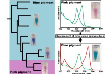 成川准教授の論文がEurekAlert!に掲載されました。