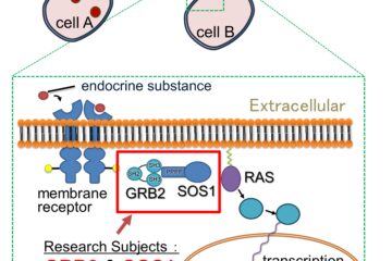 池谷准教授の論文がEurekAlert!に掲載されました。