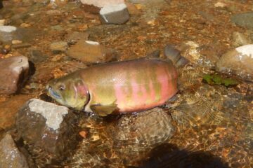 立木助教の論文がEurekAlert!に掲載されました。