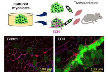 古市准教授の論文がEurekAlert!に掲載されました。