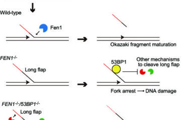 廣田教授の論文がEurekAlert!に掲載されました。