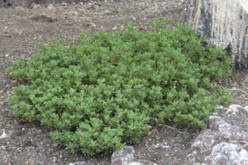 髙山教授の論文がEurekAlert！に掲載されました。