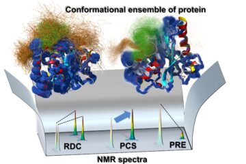 池谷准教授の論文がEurekAlert!に掲載されました。